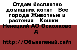 Отдам бесплатно домашних котят - Все города Животные и растения » Кошки   . Ненецкий АО,Осколково д.